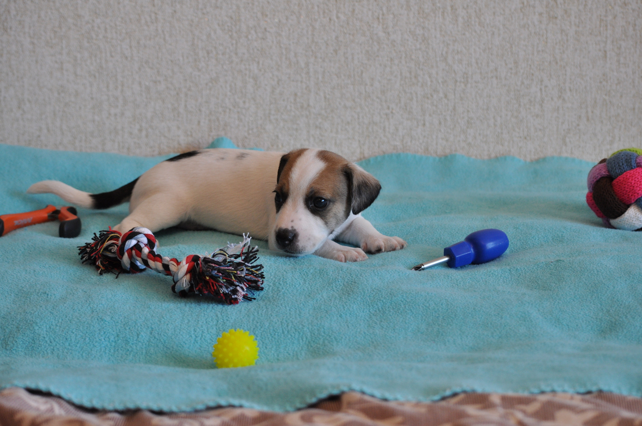 Nikon D90 sample photo. Jack russell photography