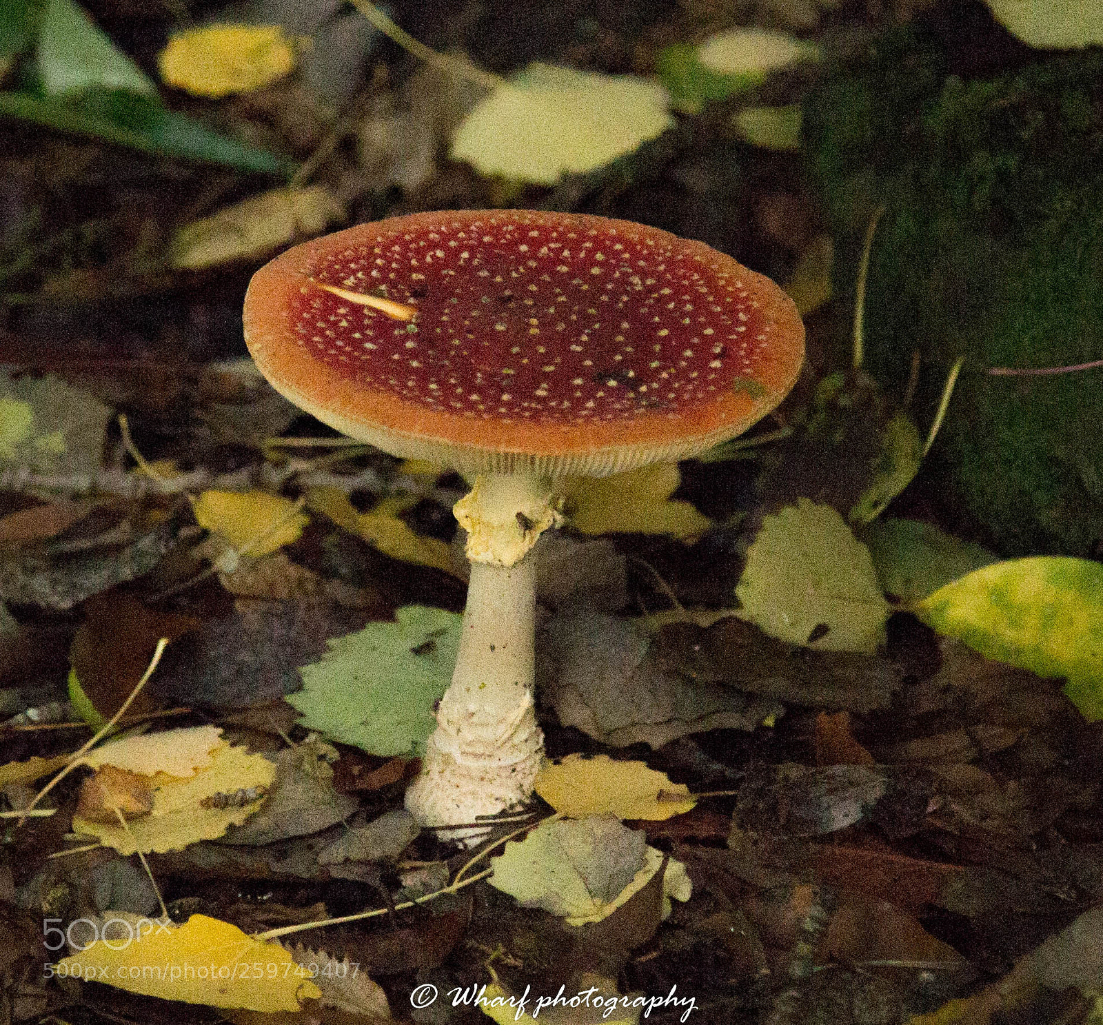Canon EOS 6D sample photo. Img photography
