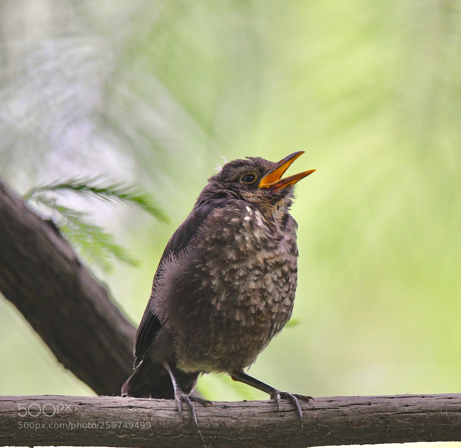 Nikon D500 sample photo. A birding photography