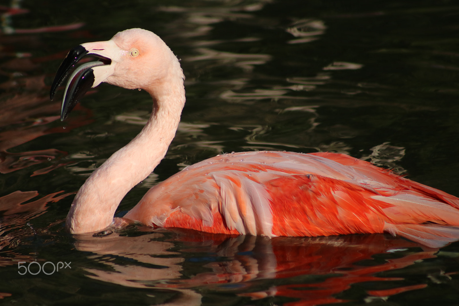 Canon EOS 750D (EOS Rebel T6i / EOS Kiss X8i) + Canon EF 75-300mm f/4-5.6 USM sample photo. Flamingo 4066 photography