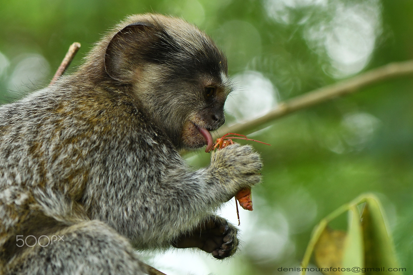 Nikon AF-S Micro-Nikkor 105mm F2.8G IF-ED VR sample photo. Sagui photography