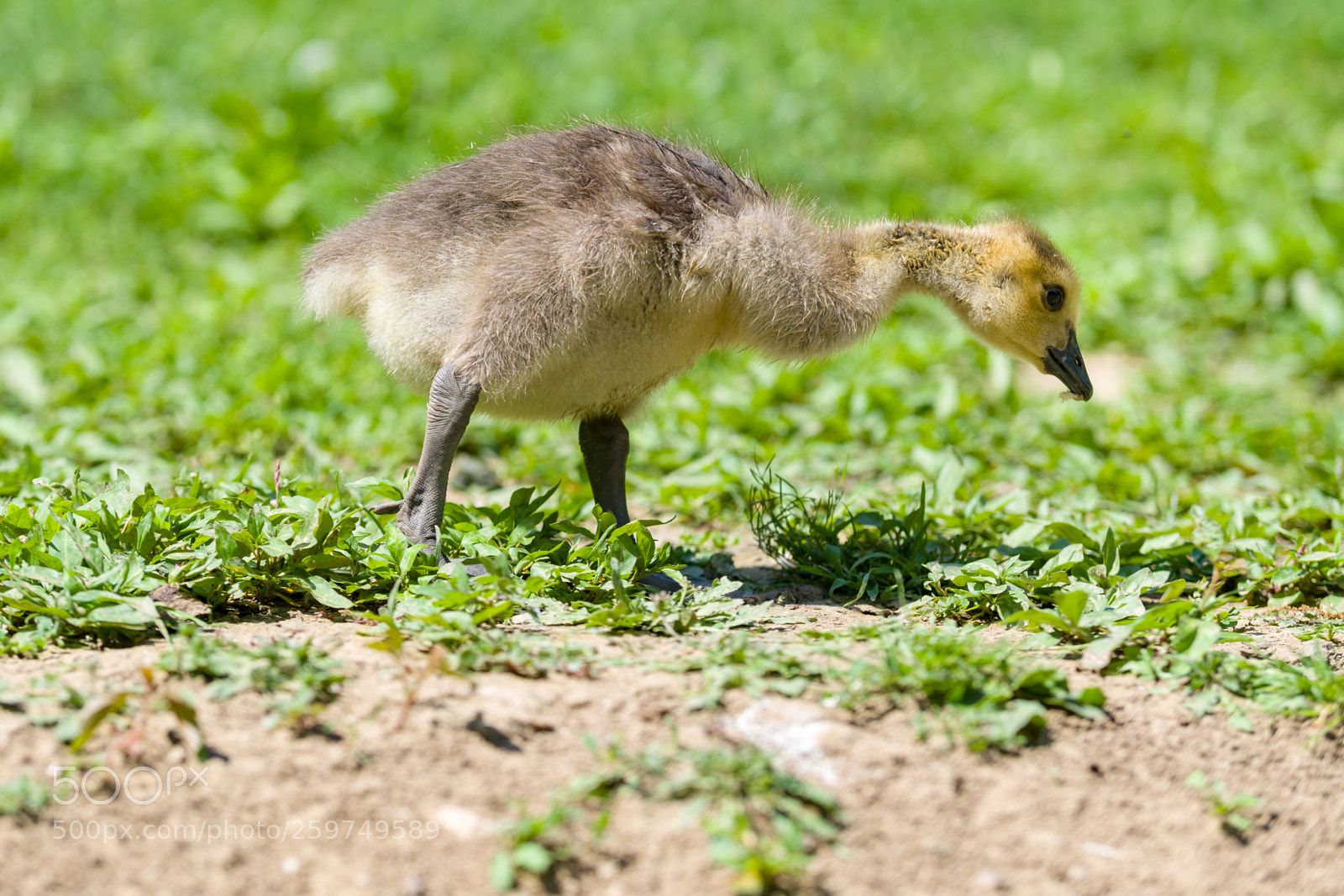 Nikon D500 sample photo. Duckling hunting for food photography