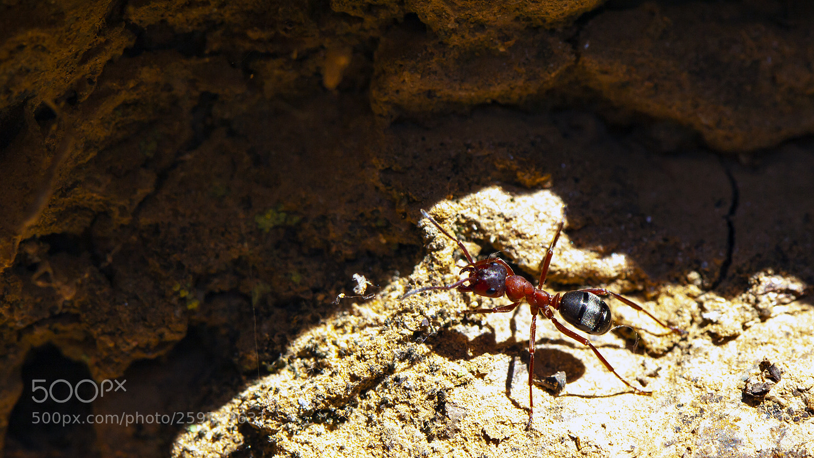 Canon EOS 5D Mark II sample photo. Gro e rote waldameise photography