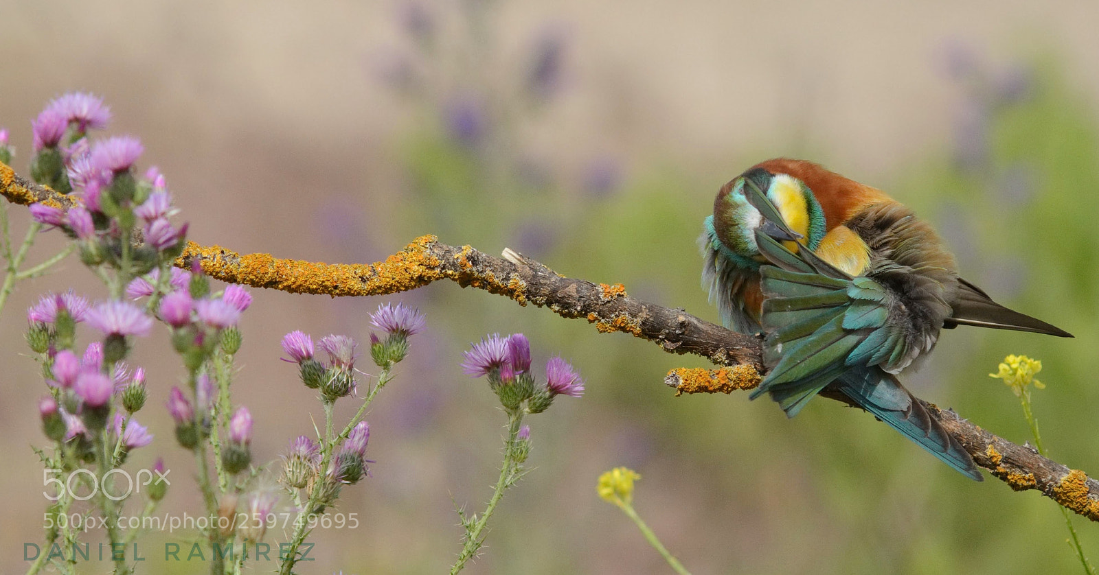 Nikon D7100 sample photo. Abejaruco (merops apiaster) photography