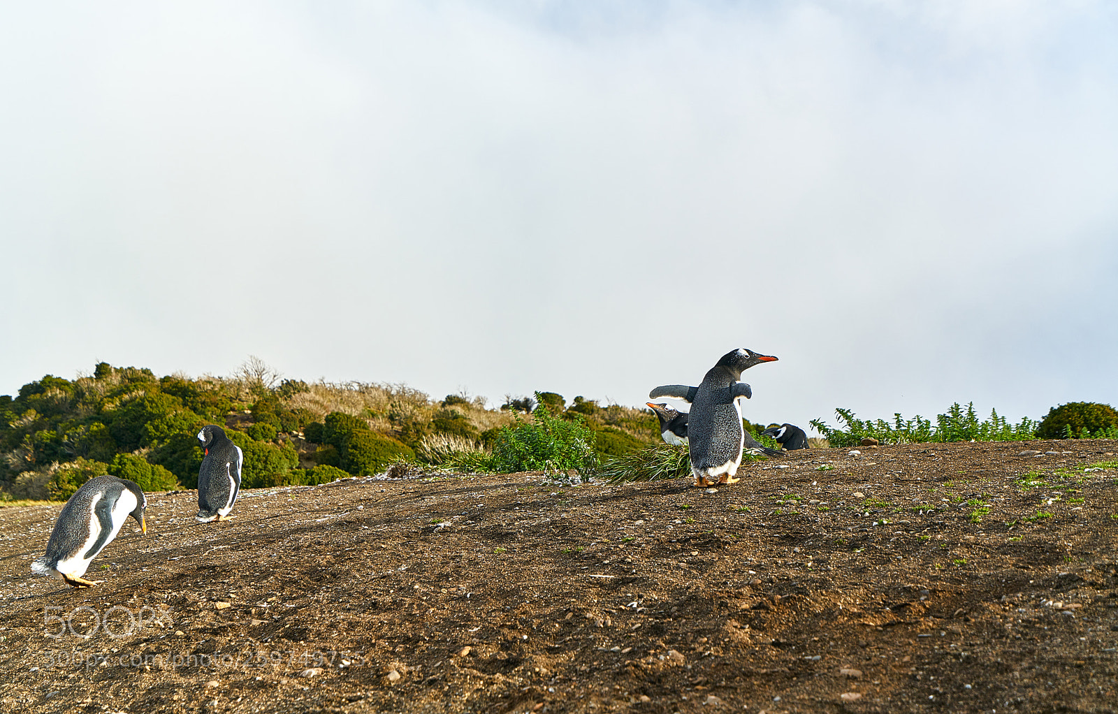 Sony a7R II sample photo. The colony of penguins photography