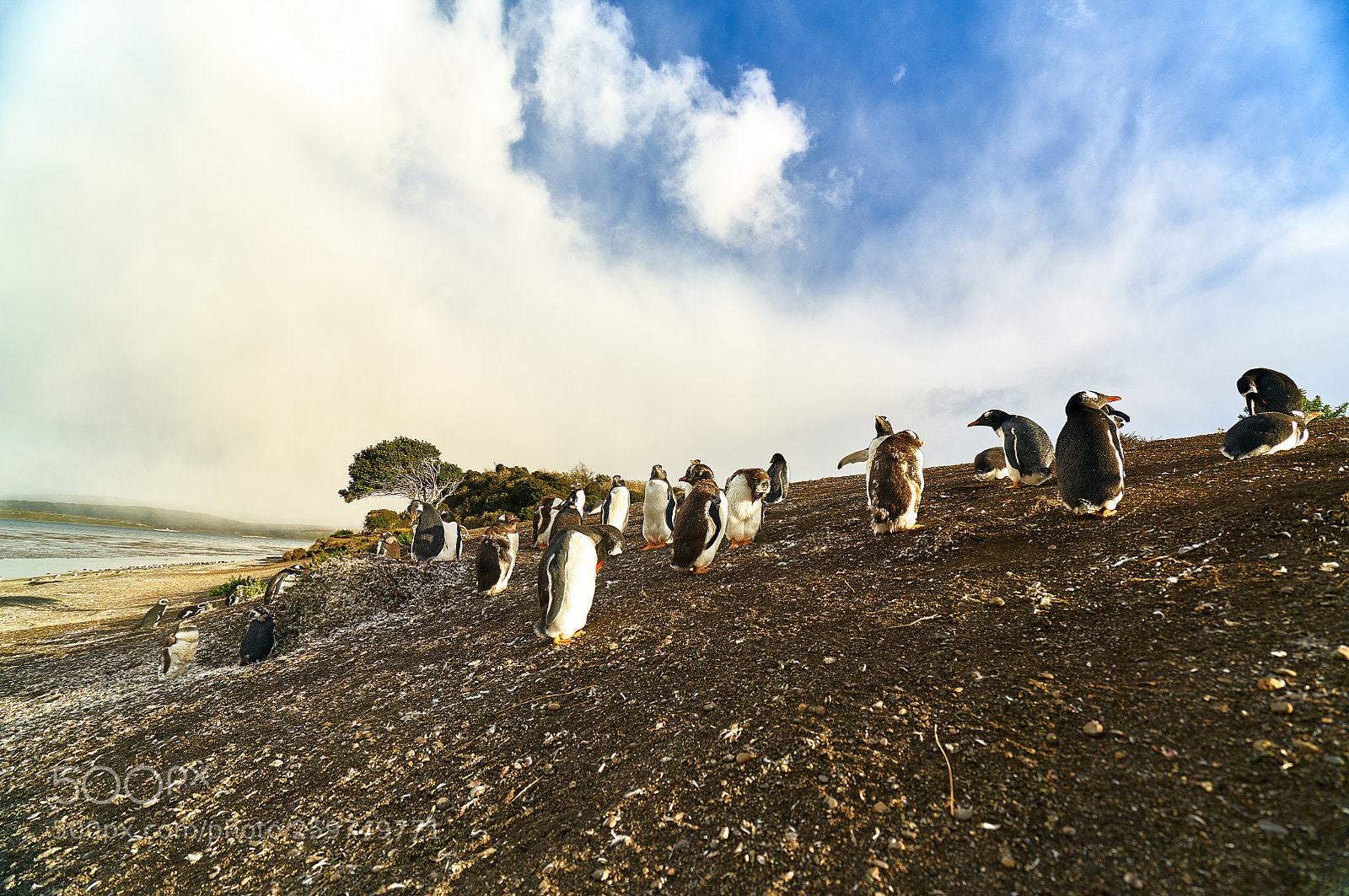 Sony a7R II sample photo. The colony of penguins photography