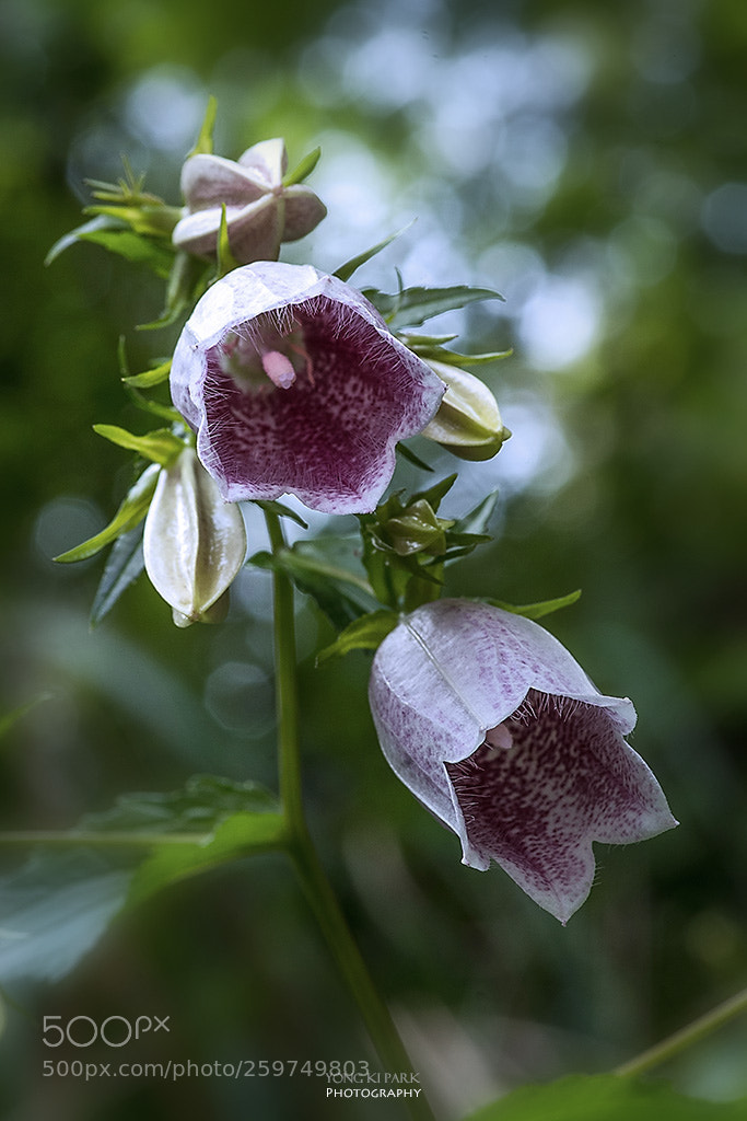 Pentax K-1 sample photo. Dreaming with flowers-12 photography