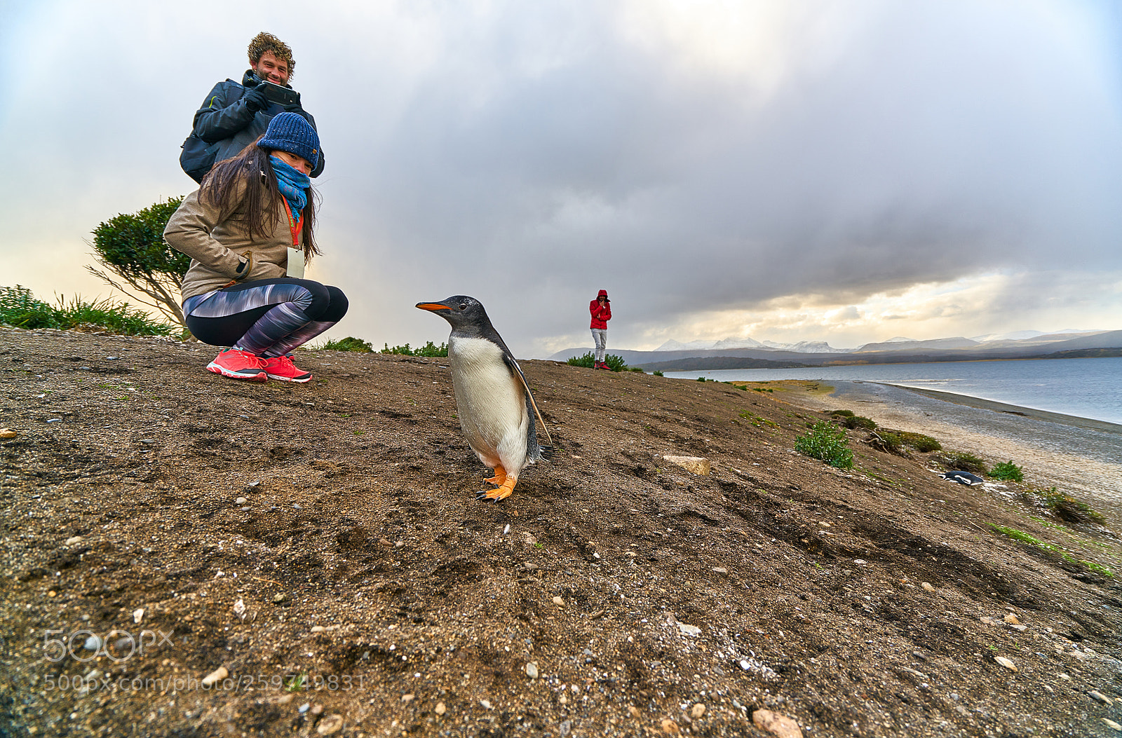 Sony a7R II sample photo. The colony of penguins photography