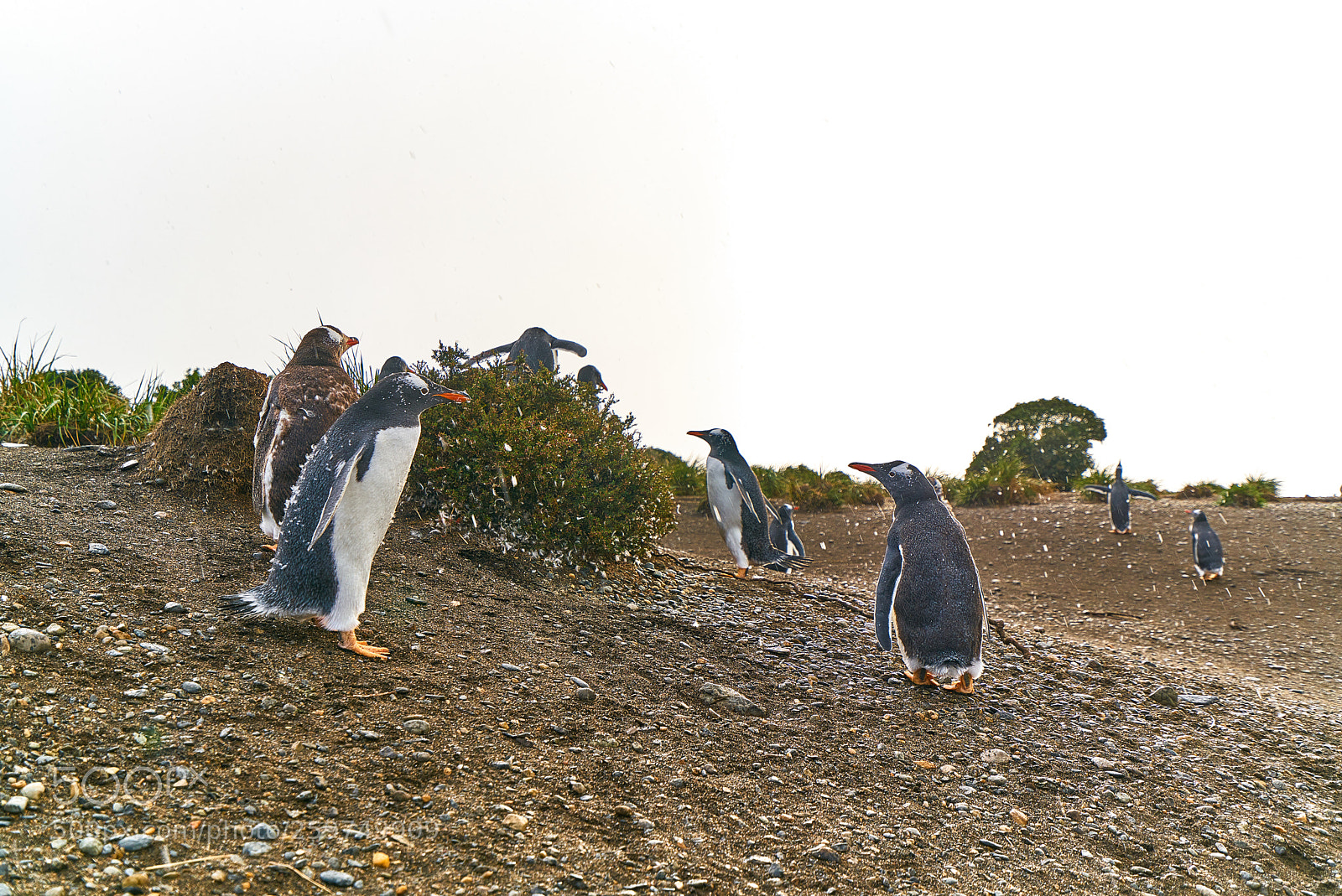 Sony a7R II sample photo. The colony of penguins photography