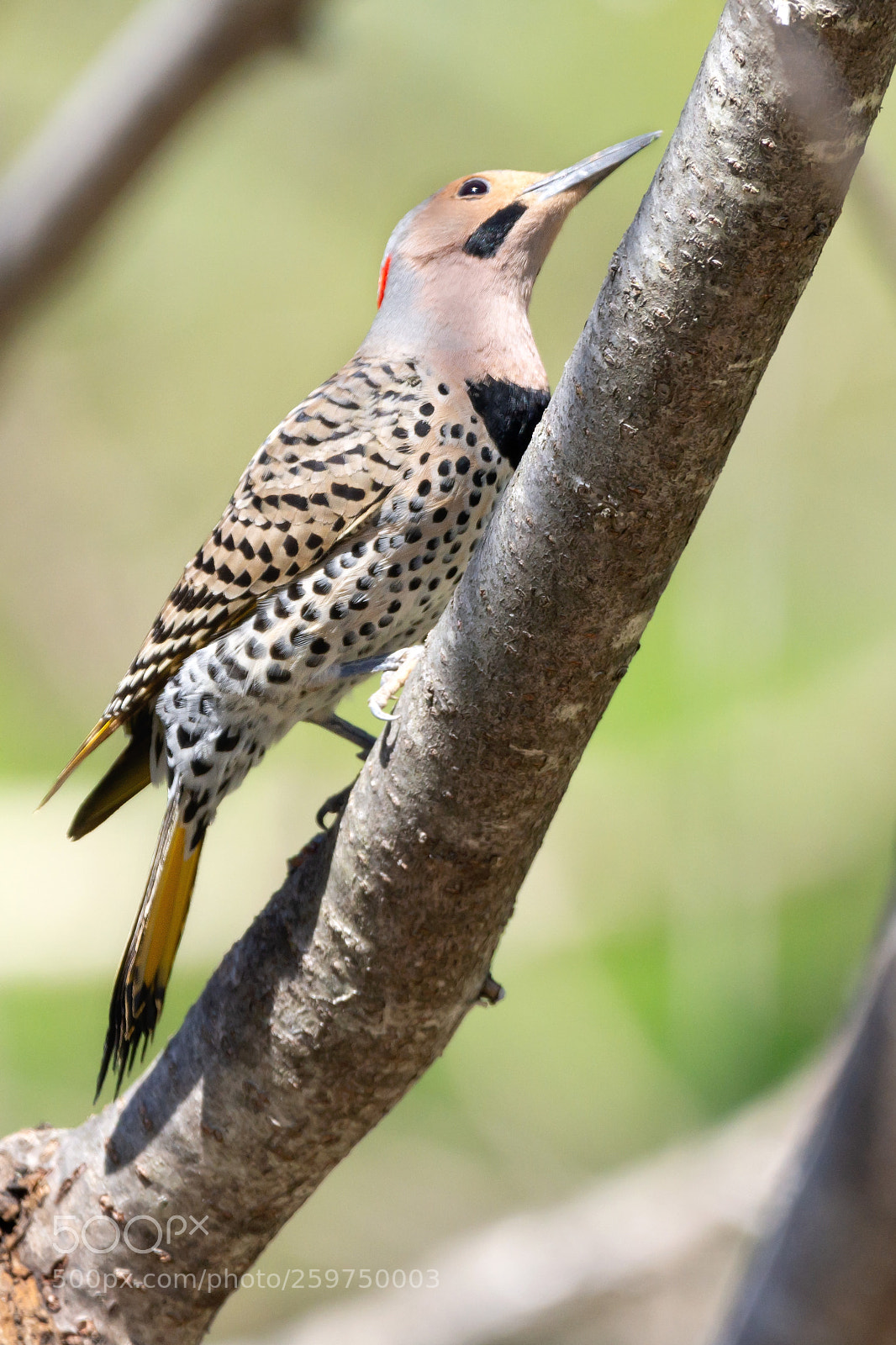 Nikon D7200 sample photo. Male northern flicker 02 photography