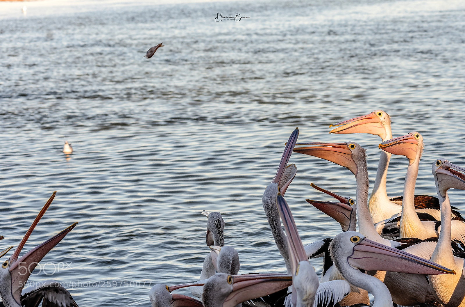 Nikon D810 sample photo. Catch it mate photography