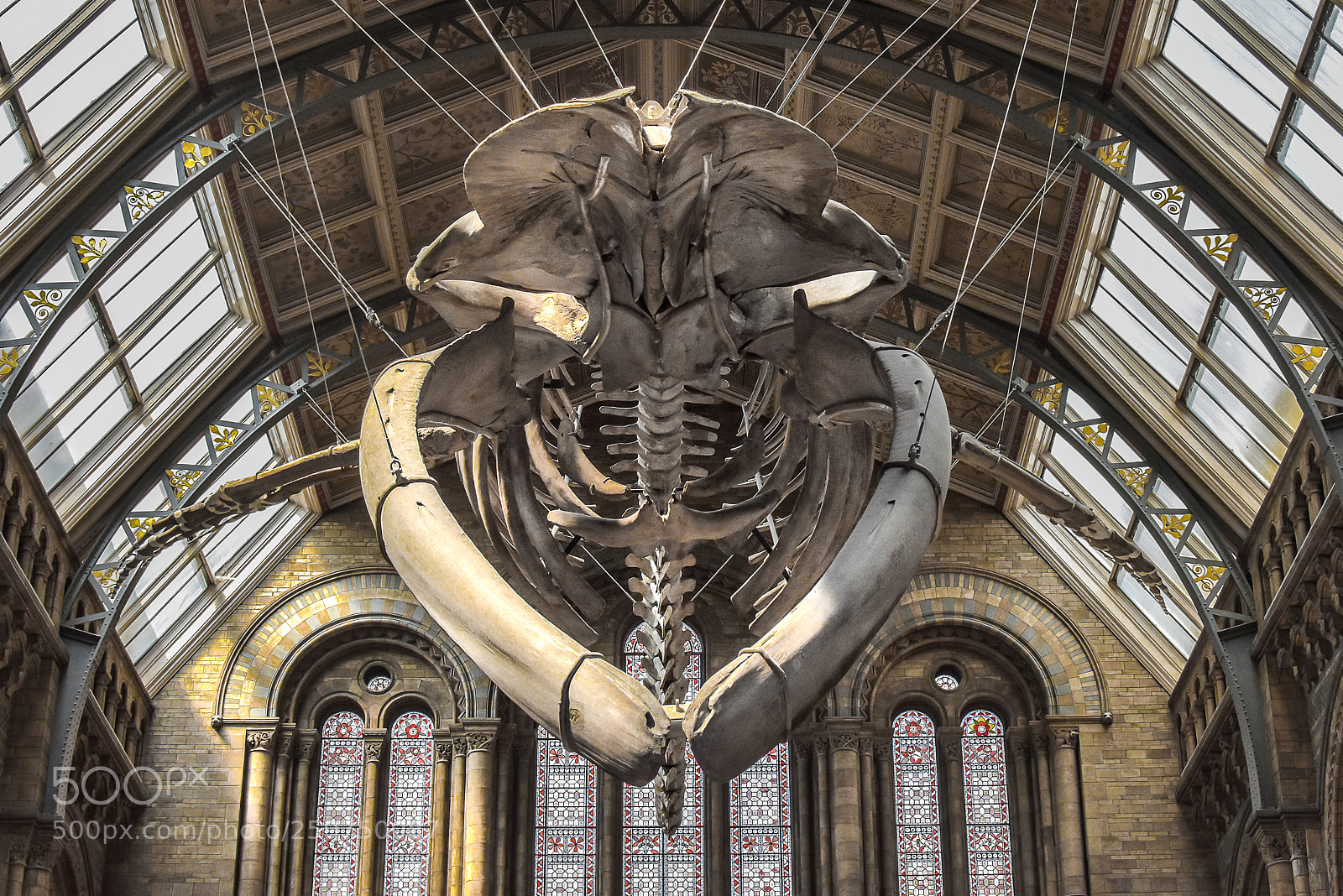 Nikon D5600 sample photo. Blue whale skelton photography