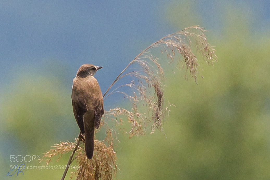 Canon EOS 6D sample photo. Reed warbler i photography