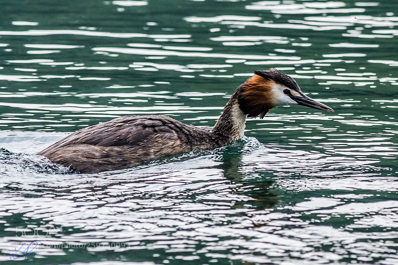 Canon EOS 6D sample photo. Grebe photography