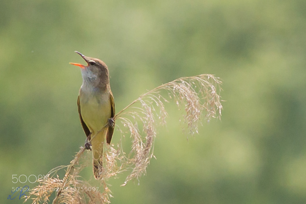 Canon EOS 6D sample photo. Reed warbler iii photography