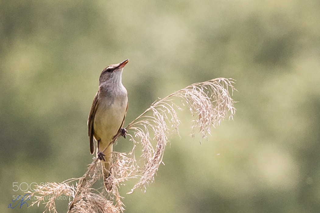 Canon EOS 6D sample photo. Reed warbler ii photography