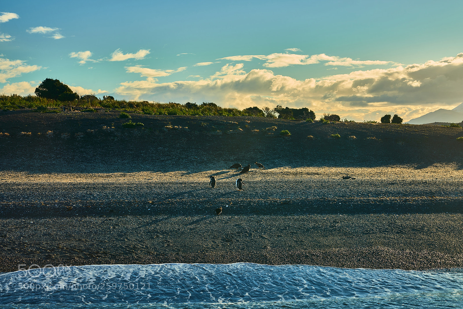 Sony a99 II sample photo. The colony of penguins photography