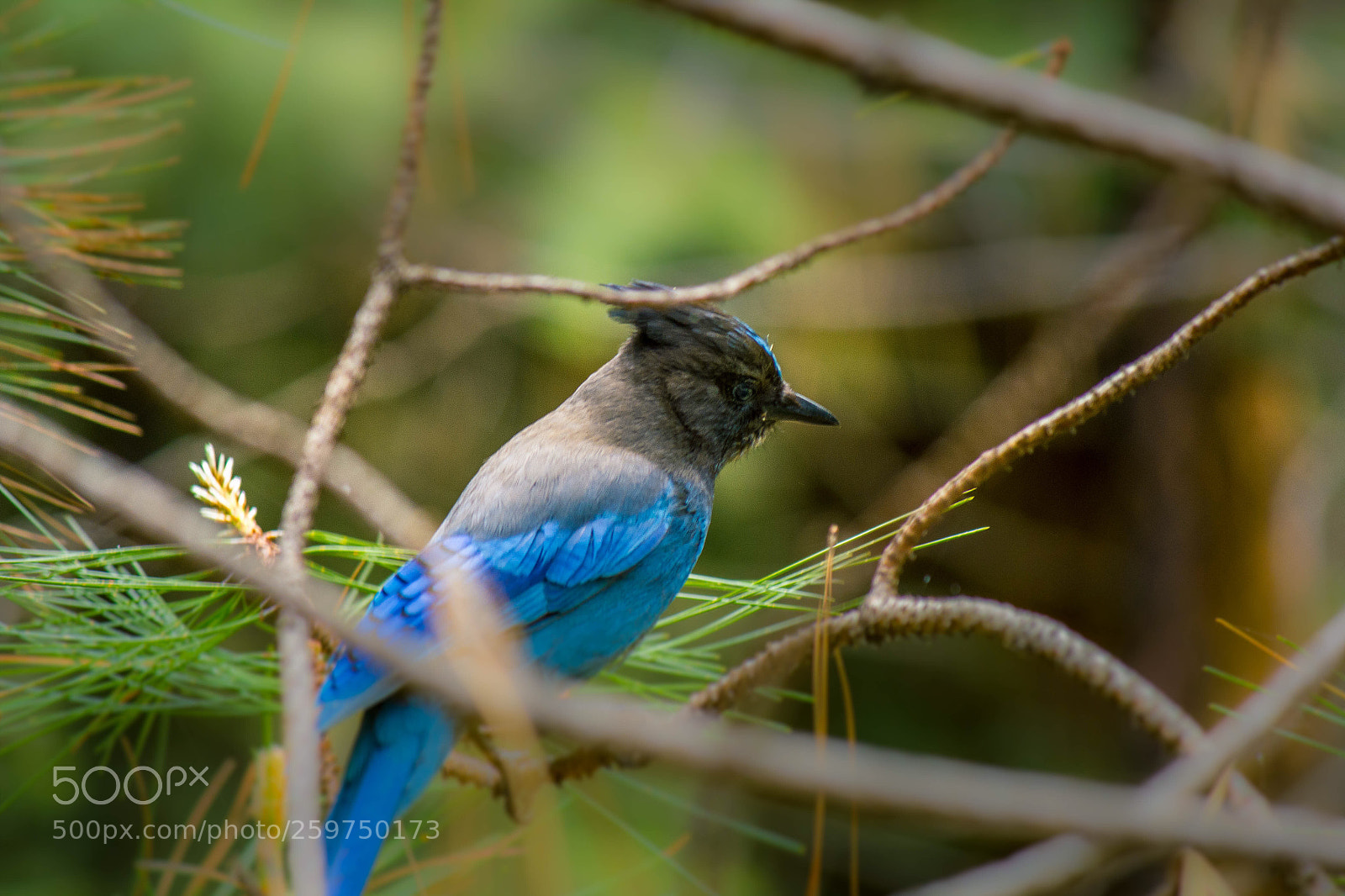 Canon EOS 550D (EOS Rebel T2i / EOS Kiss X4) sample photo. Steller’s jay photography