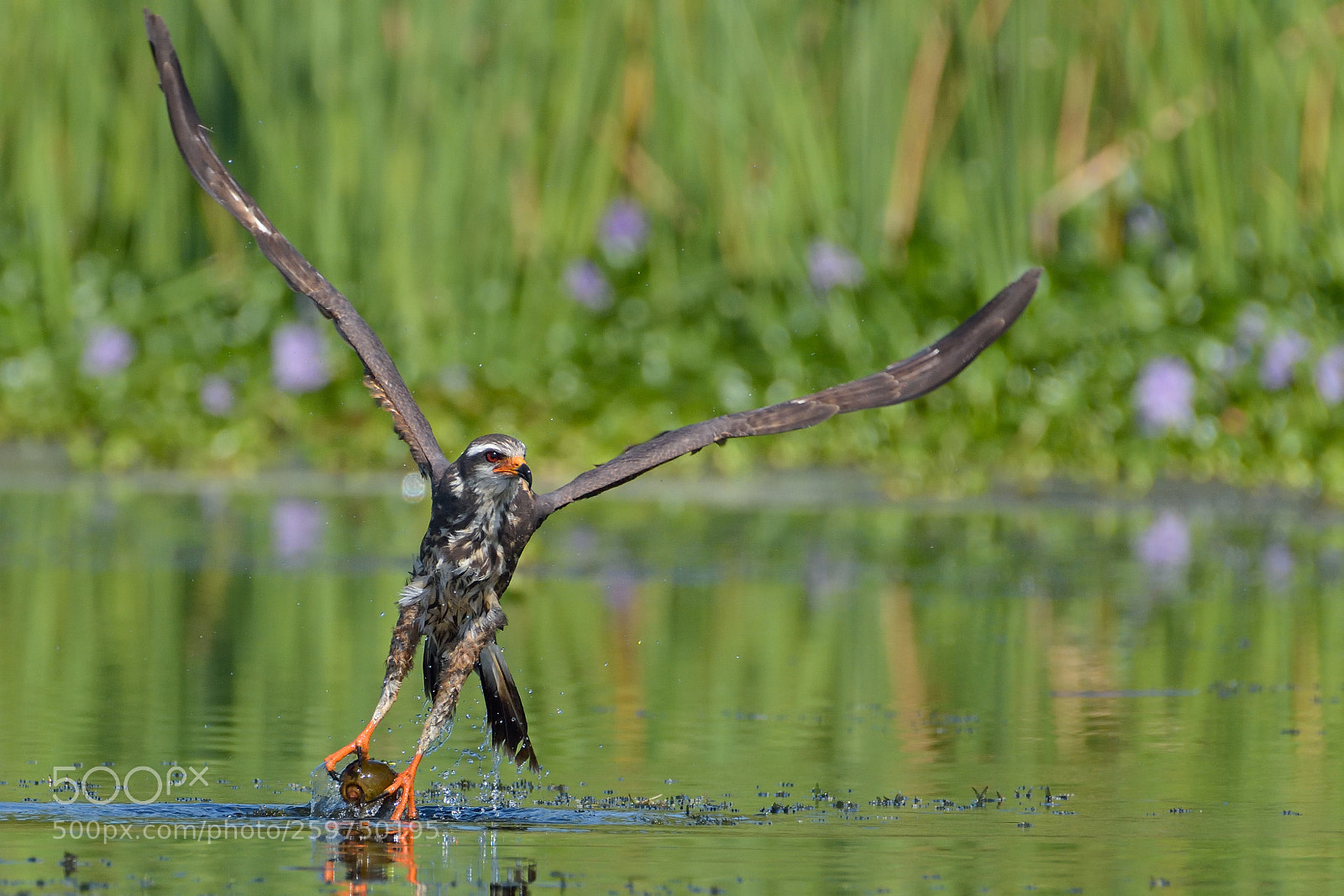 Nikon D7200 sample photo. Female snail kite photography