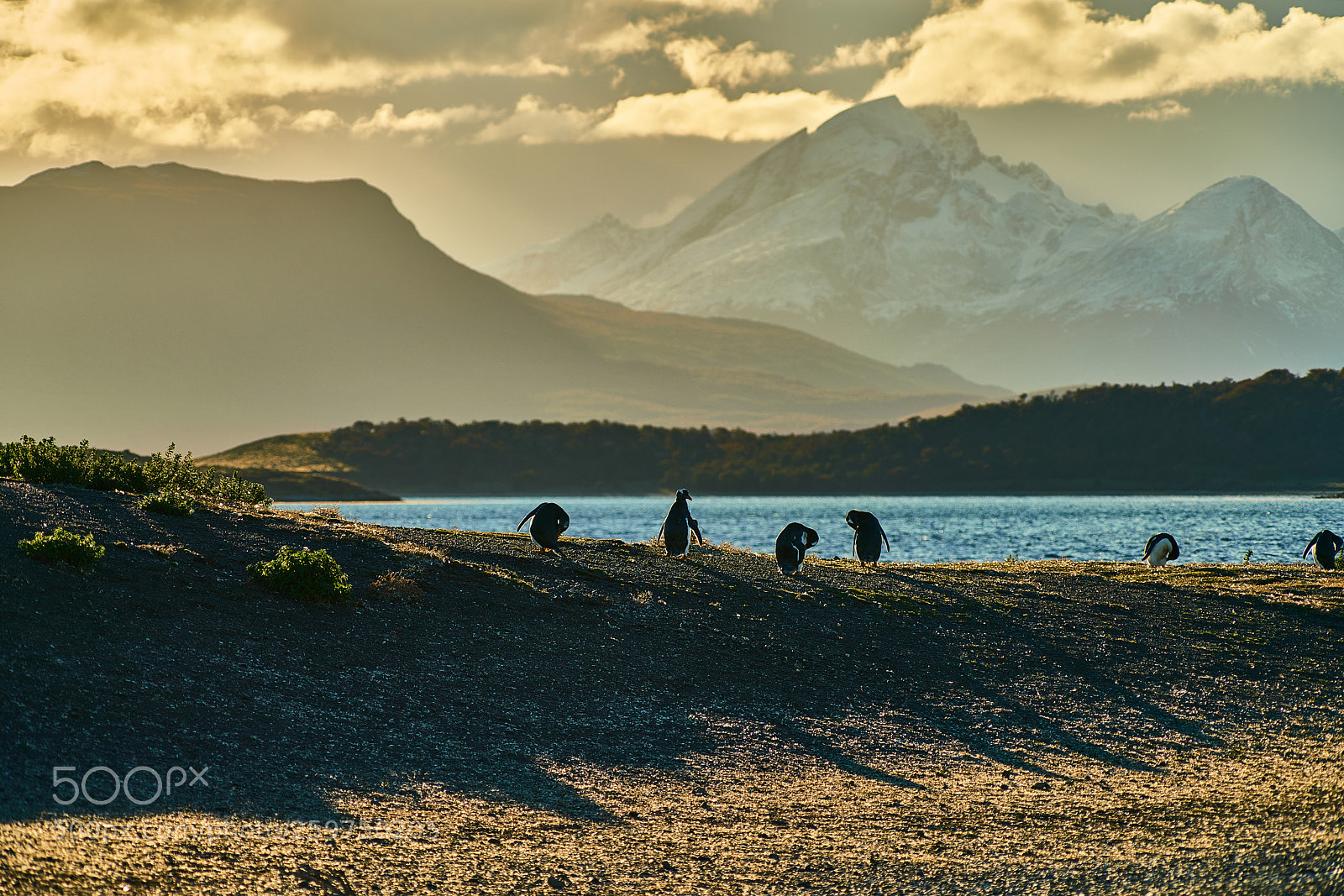 Sony a99 II sample photo. The colony of penguins photography