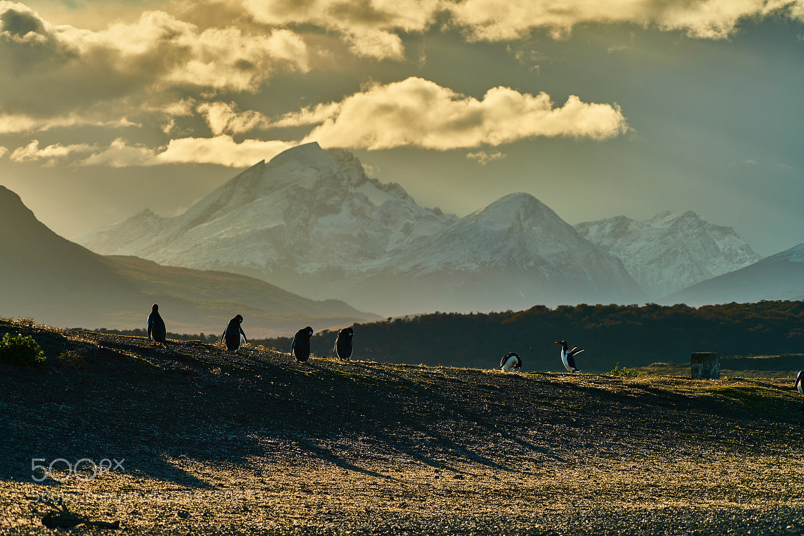 Sony a99 II sample photo. The colony of penguins photography