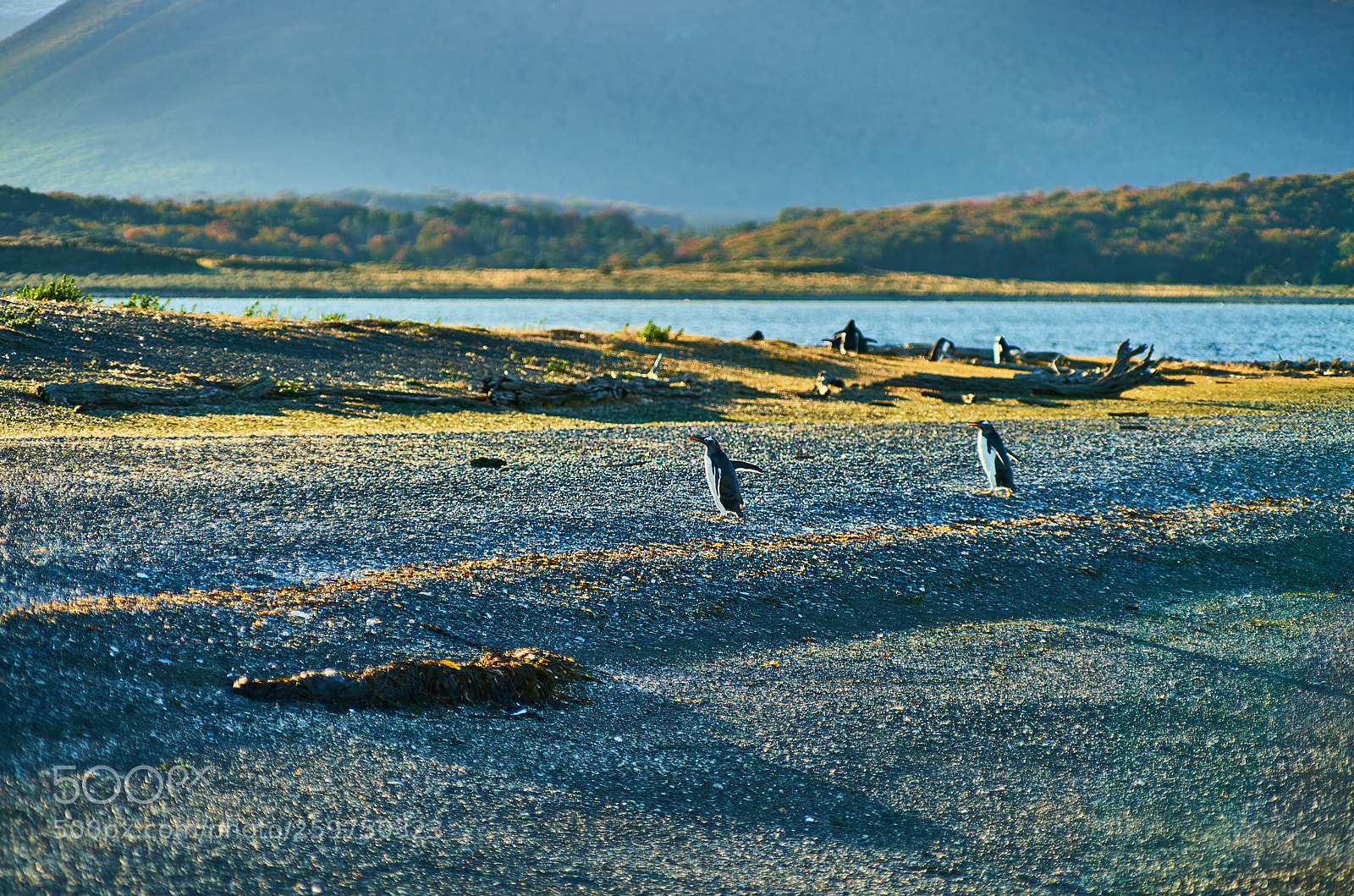 Sony a99 II sample photo. The colony of penguins photography