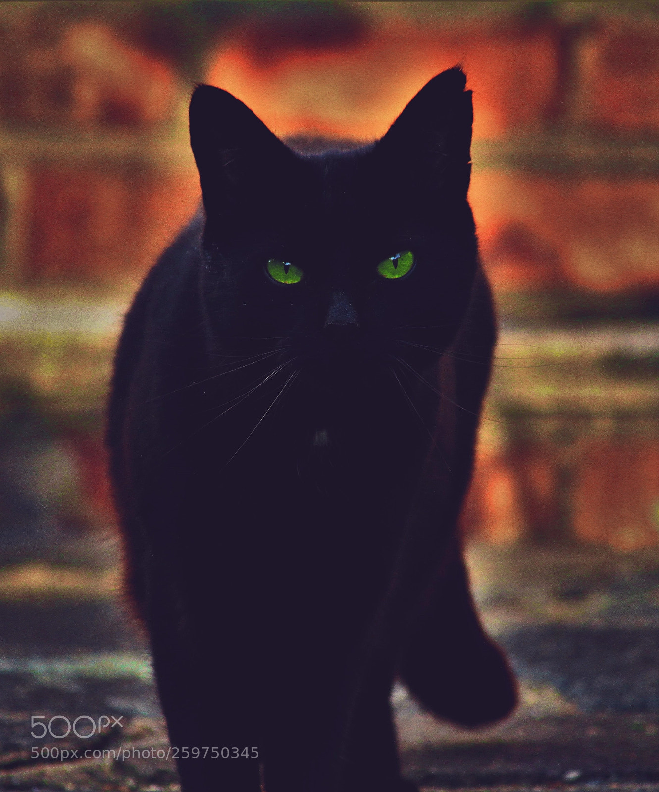 Canon EOS 7D sample photo. Img photography