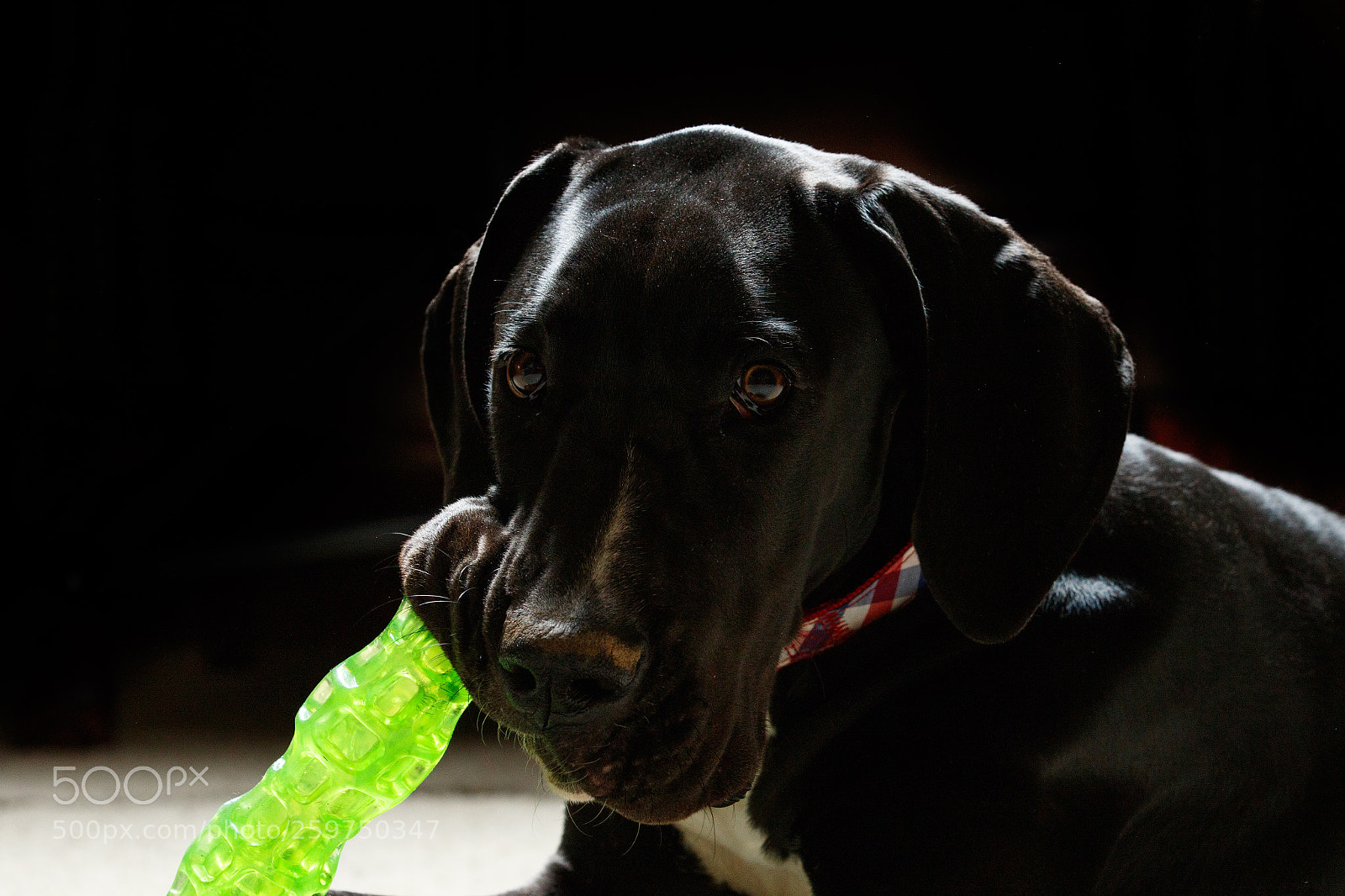Canon EOS 7D Mark II sample photo. Low key great dane photography