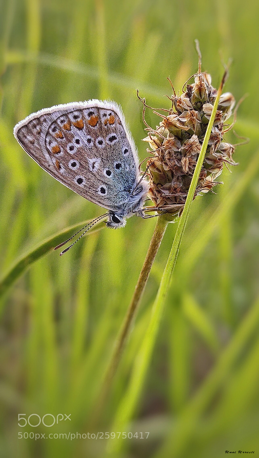 LG G4 sample photo. Mariposa. photography