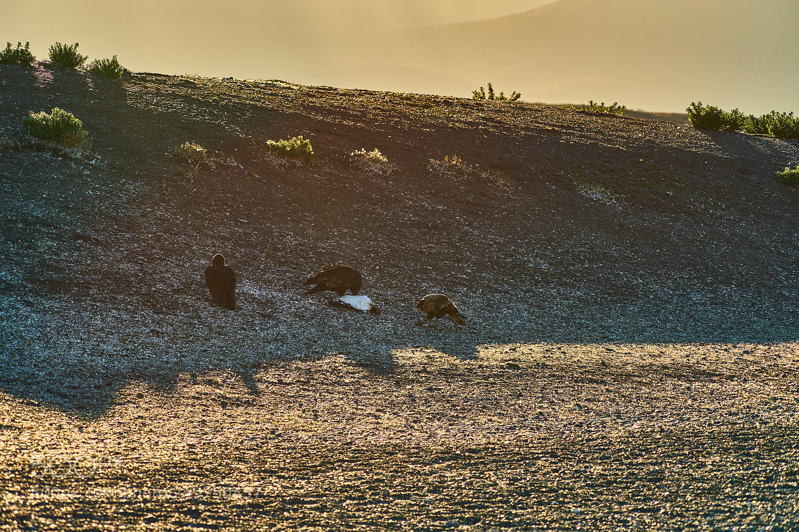 Sony a99 II sample photo. The colony of penguins photography