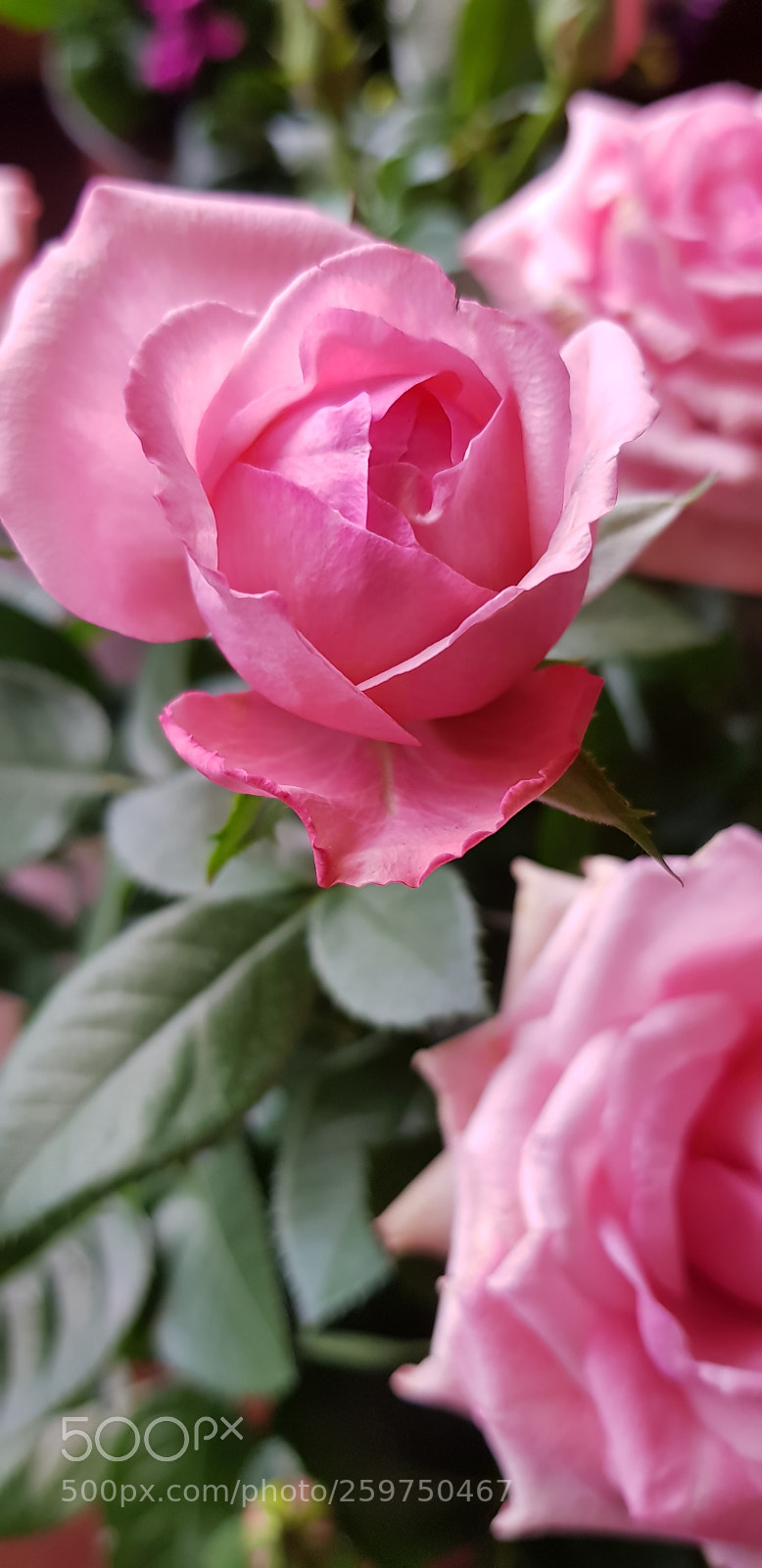 Samsung Galaxy S8 sample photo. Roses photography