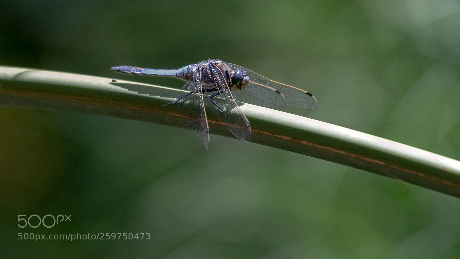 Nikon D500 sample photo. Blue and green photography
