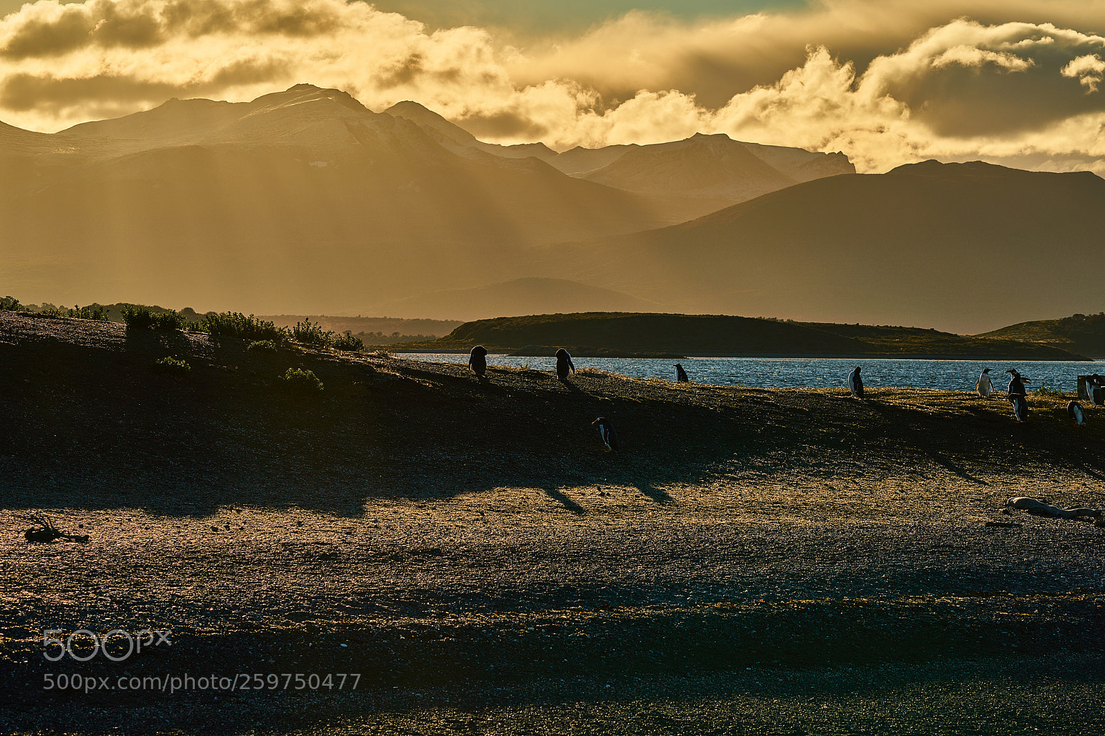 Sony a99 II sample photo. The colony of penguins photography