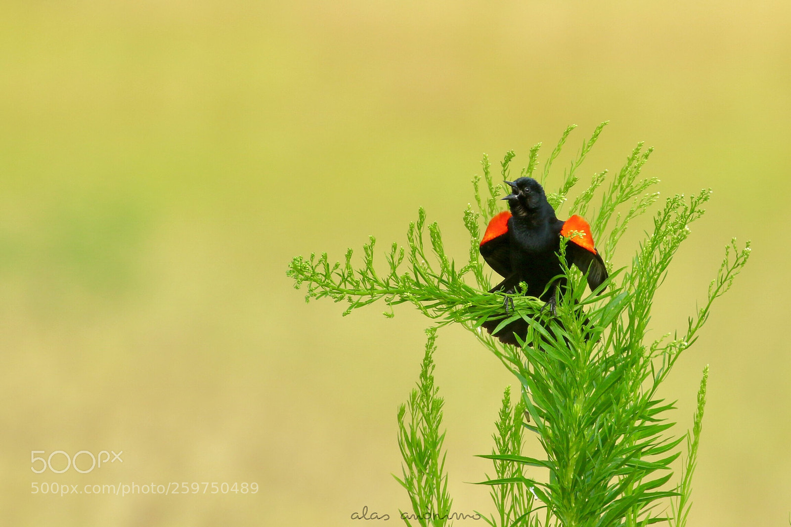 Canon EOS 7D Mark II sample photo. Red-winged black bird.....! photography
