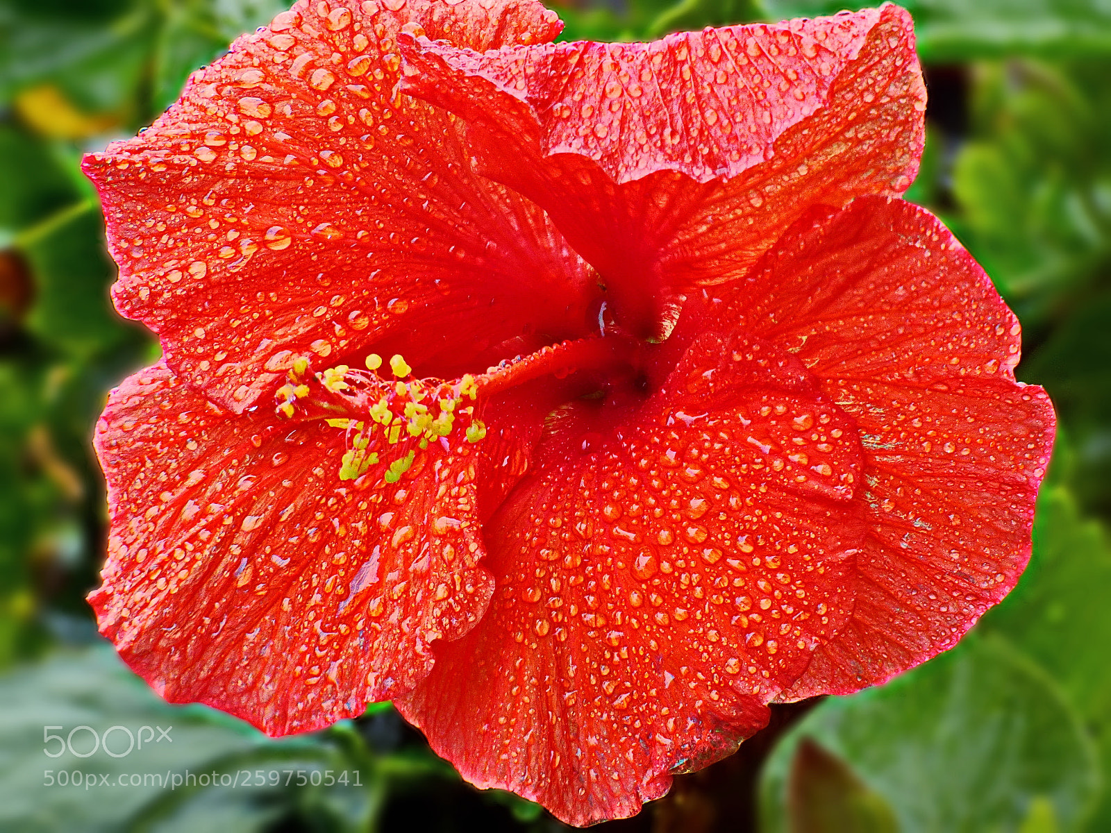 Panasonic Lumix DMC-FZ70 sample photo. Tropical chinese hibiscus or photography