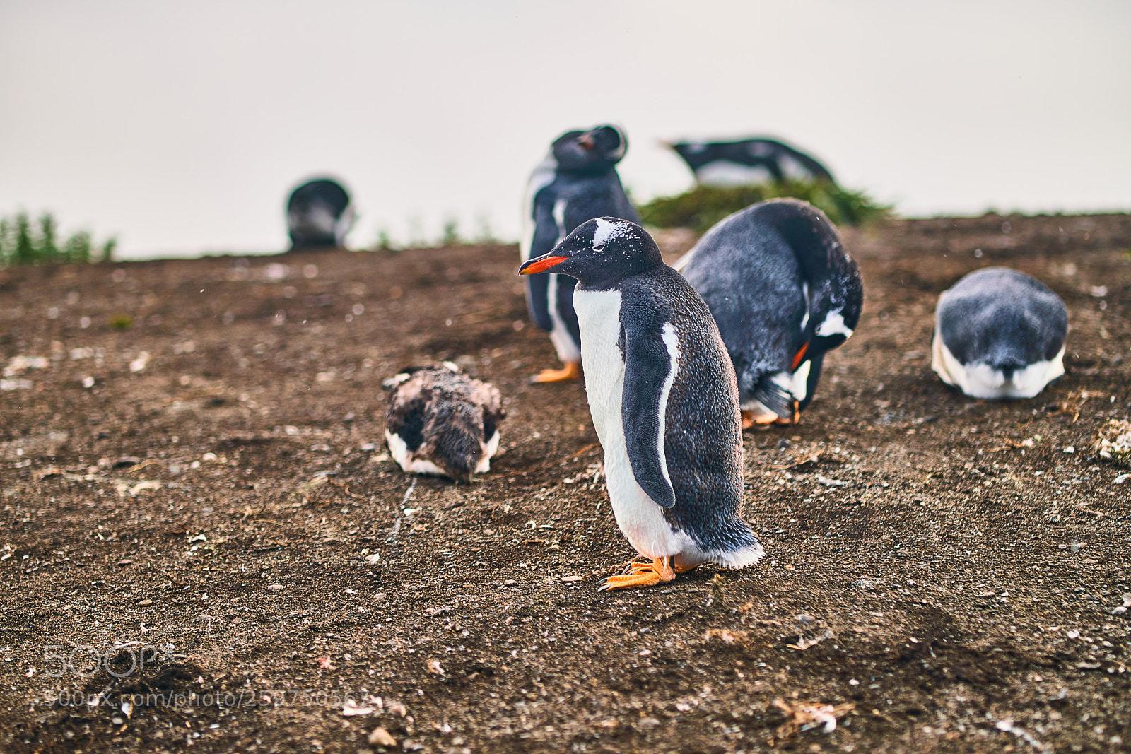 Sony a99 II sample photo. The colony of penguins photography