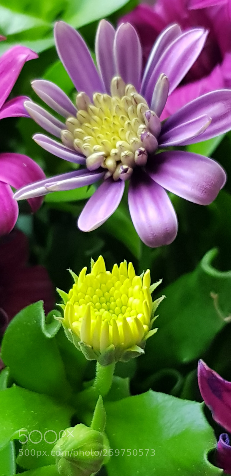 Samsung Galaxy S8 sample photo. Chrysanthemum photography