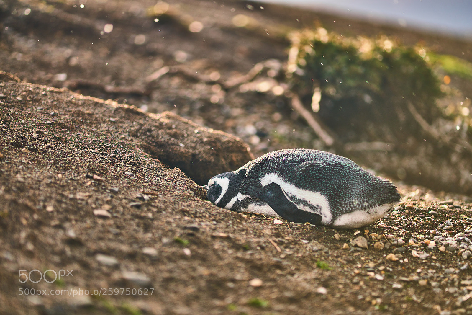 Sony a99 II sample photo. The colony of penguins photography