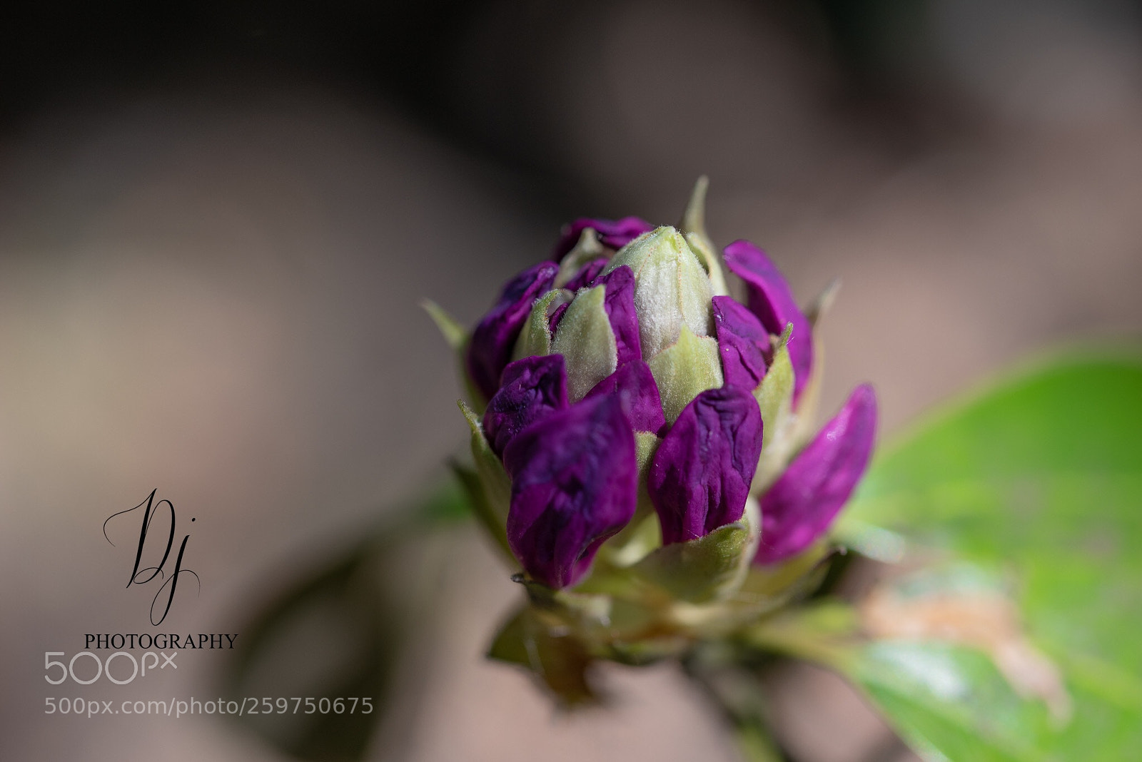 Nikon D750 sample photo. Macro delight photography