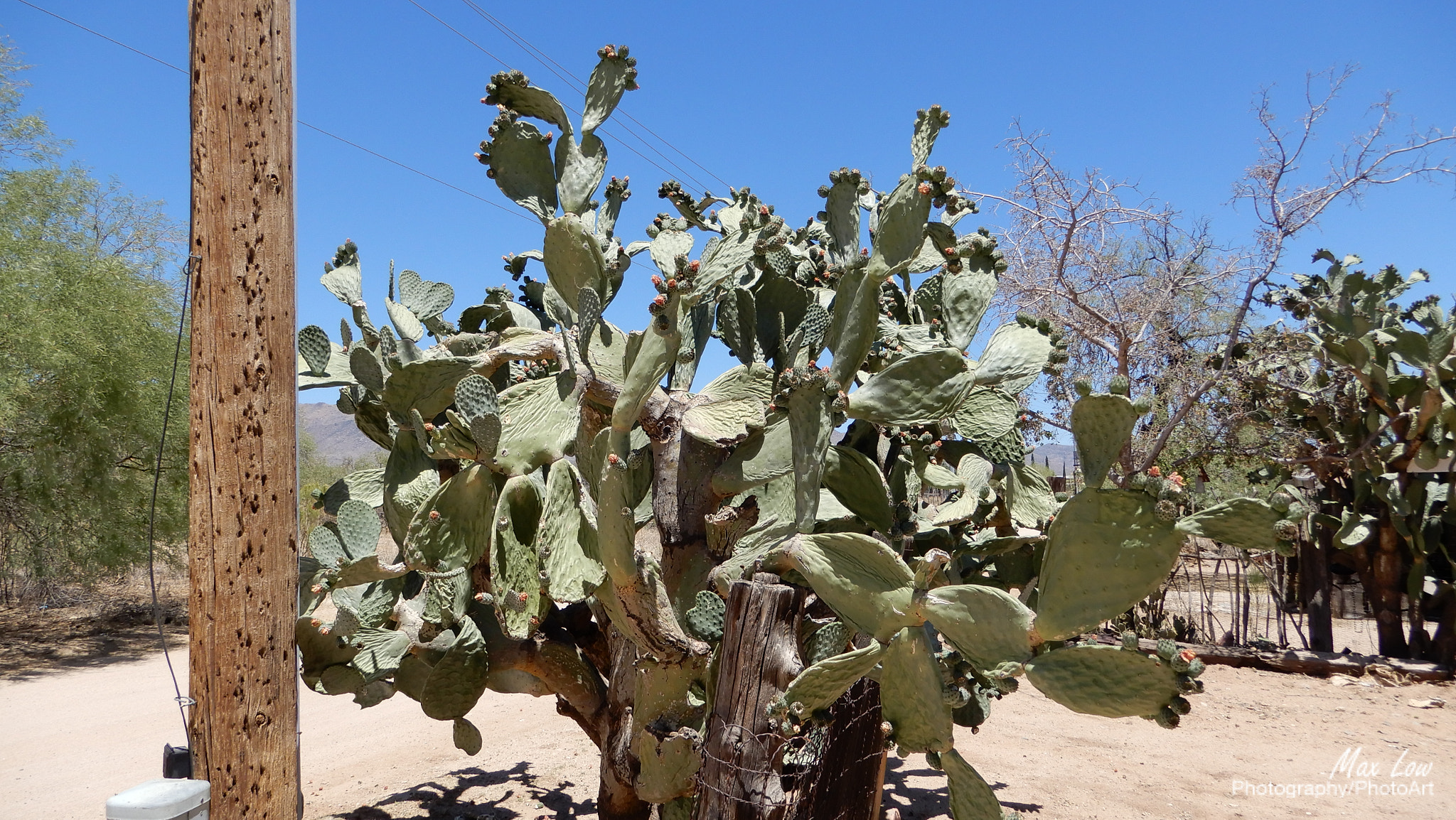 Nikon Coolpix A900 sample photo. Arizona sunday 27-apr-2018 photography