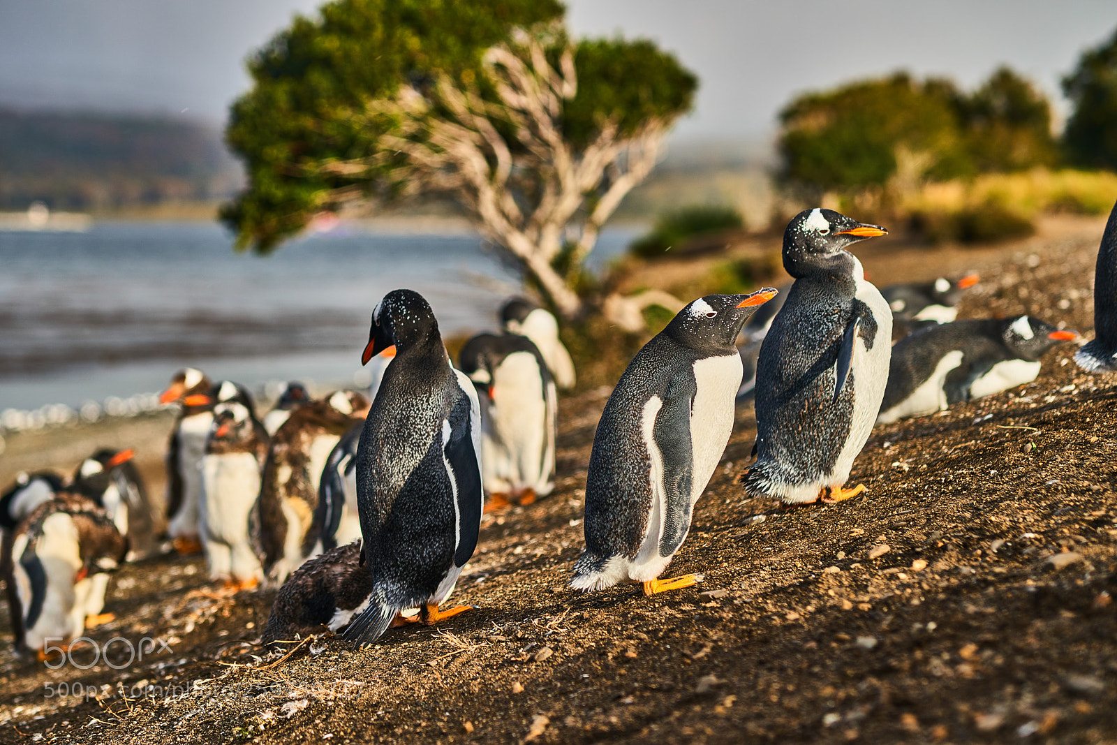Sony a99 II sample photo. The colony of penguins photography