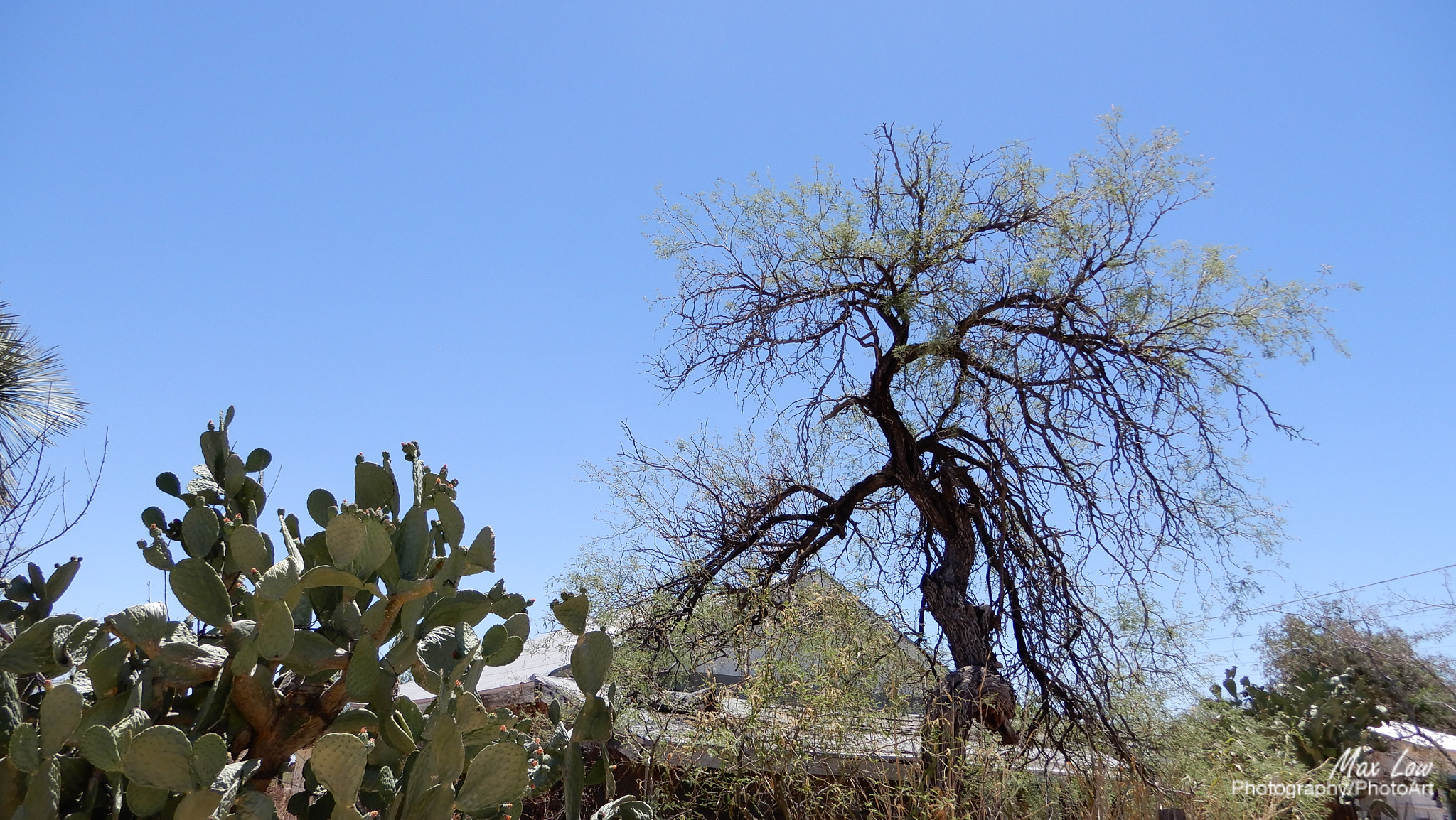 Nikon Coolpix A900 sample photo. Arizona sunday 27-apr-2018 photography
