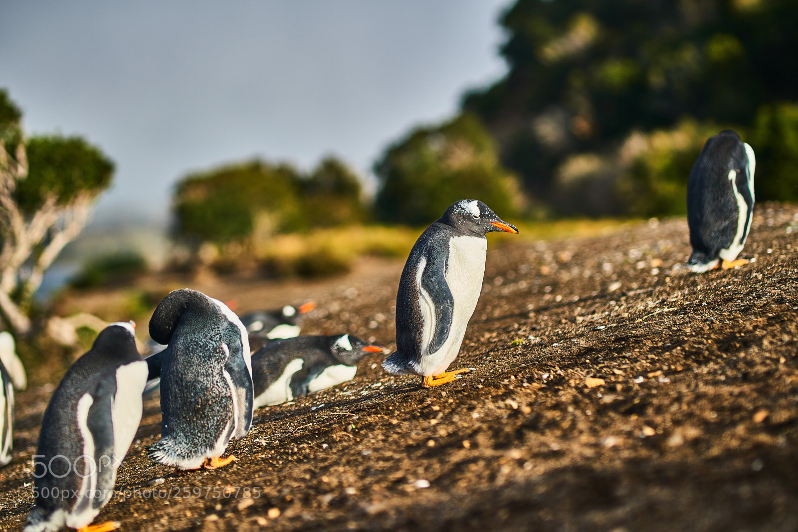 Sony a99 II sample photo. The colony of penguins photography