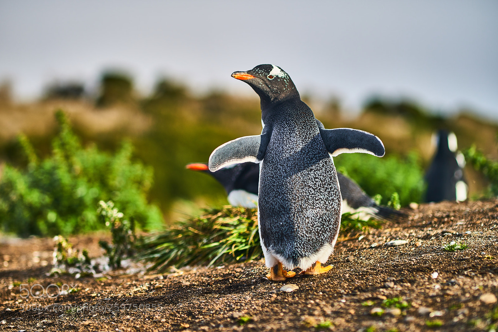 Sony a99 II sample photo. The colony of penguins photography