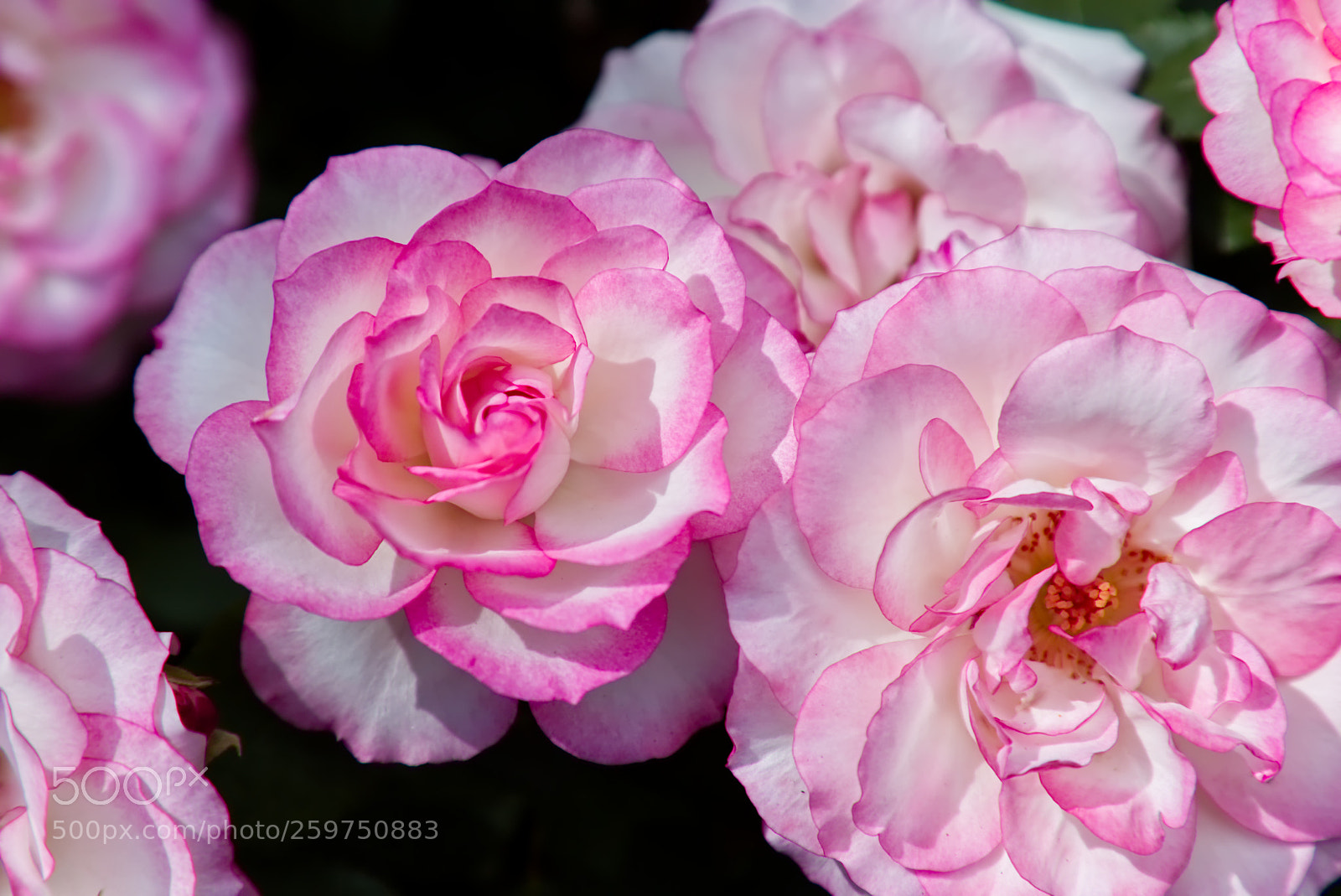 Canon EOS 6D sample photo. Large pink rose blooms photography