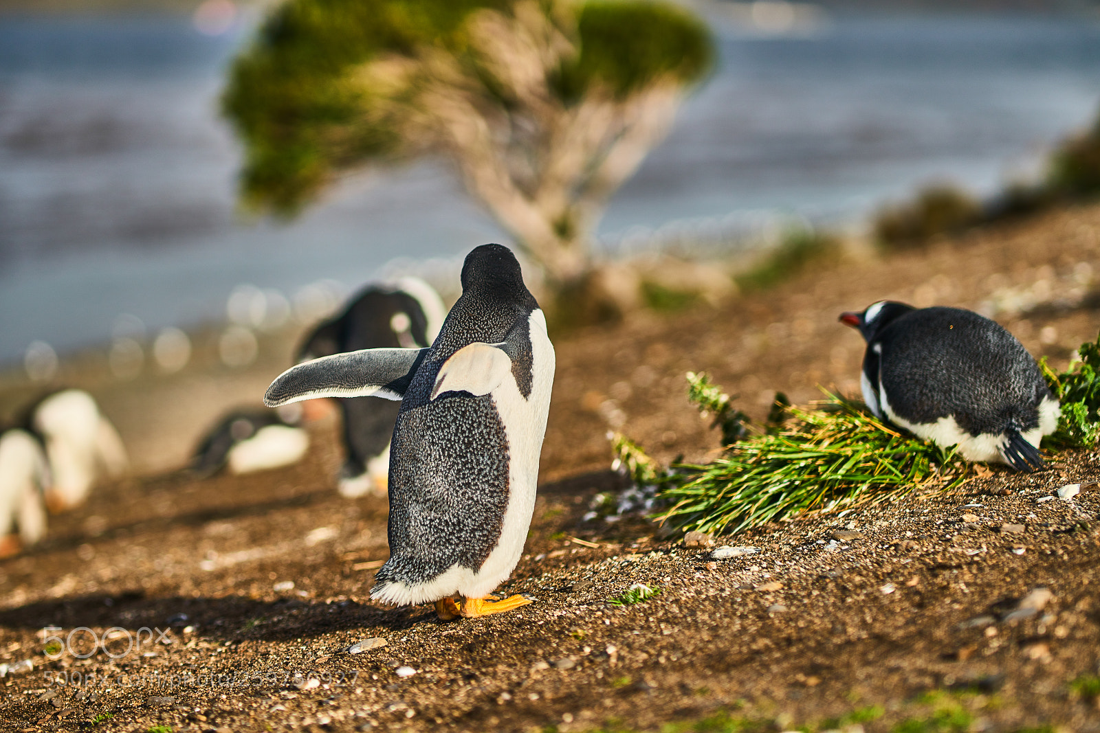 Sony a99 II sample photo. The colony of penguins photography