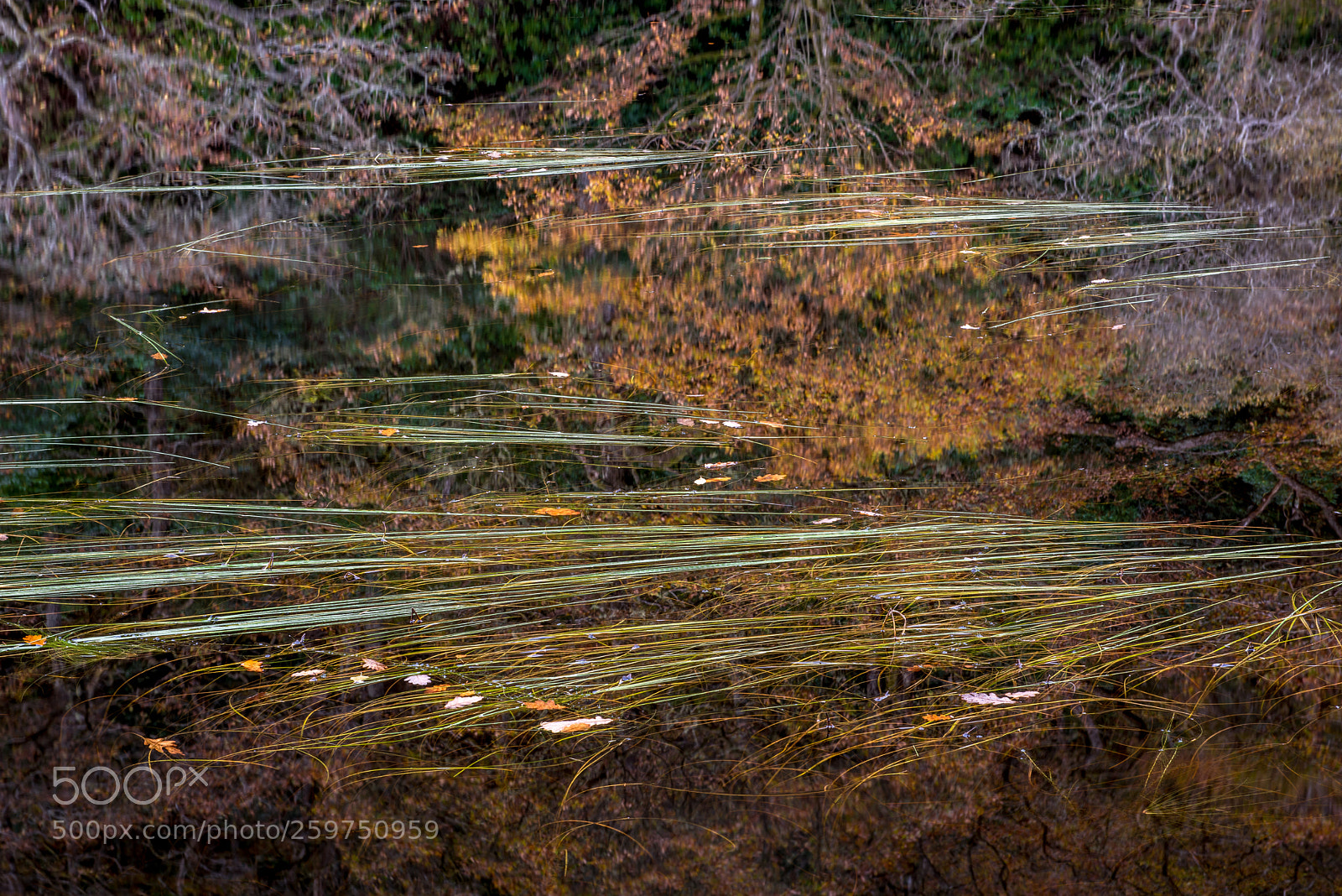 Nikon D810 sample photo. Reeds abstract photography