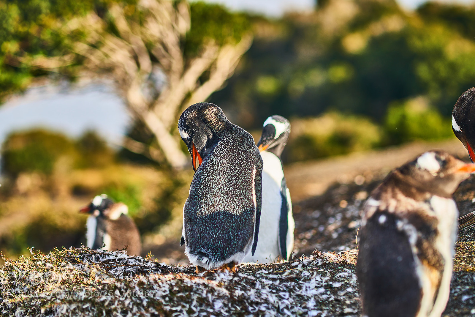 Sony a99 II sample photo. The colony of penguins photography