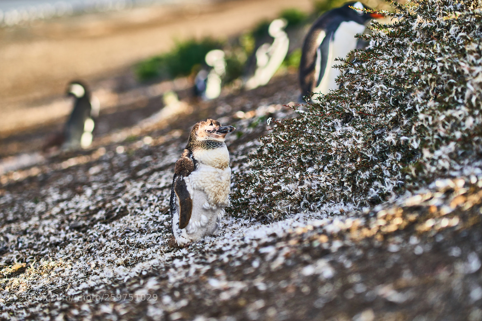 Sony a99 II sample photo. The colony of penguins photography