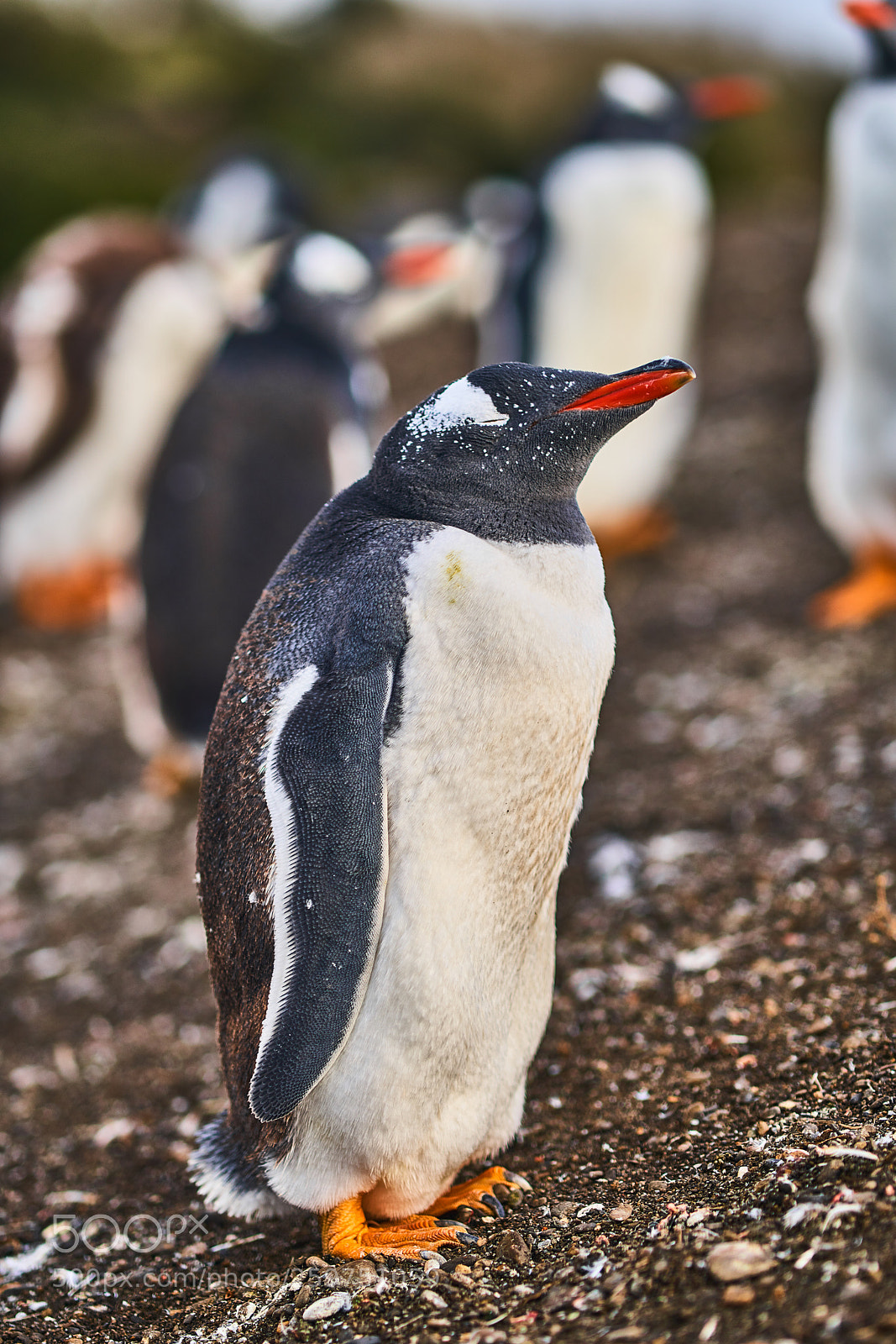 Sony a99 II sample photo. The colony of penguins photography